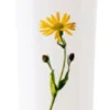 Arnica Gel 100ml