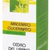 CEDRO DEL LIBANO