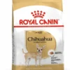 Chihuahua Adult