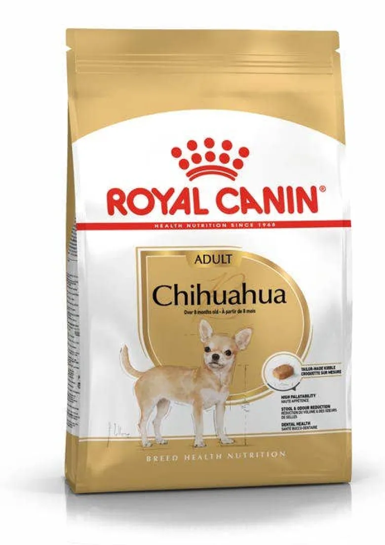 Chihuahua Adult