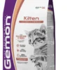 Kitten