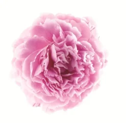 Klorane Cofanetto Peonia d'Oriente