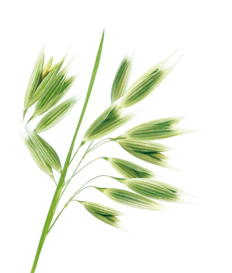 Klorane Shampoo al latte di Avena BIO Extra delicato tutti i tipi di capelli 200ml