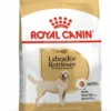 Labrador Retriever Adult