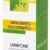 LAMPONE