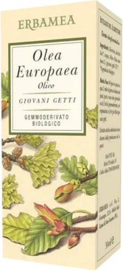 OLEA EUROPEA