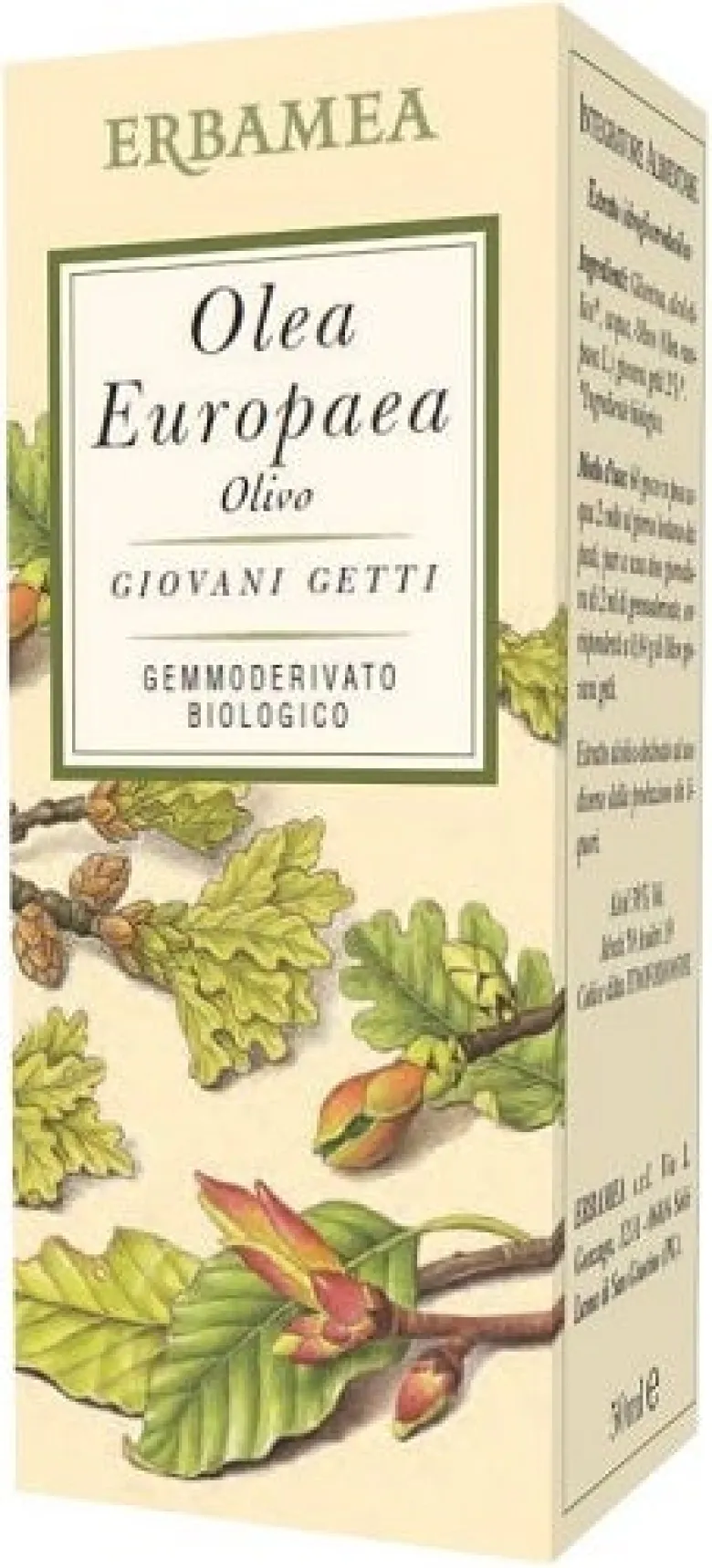 OLEA EUROPEA