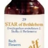 STAR OF BETHLEHEM